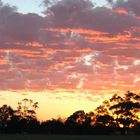 Sunrise in the Bush