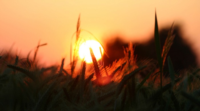 Sunrise in the corn field