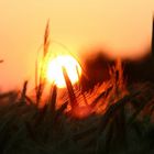 Sunrise in the corn field