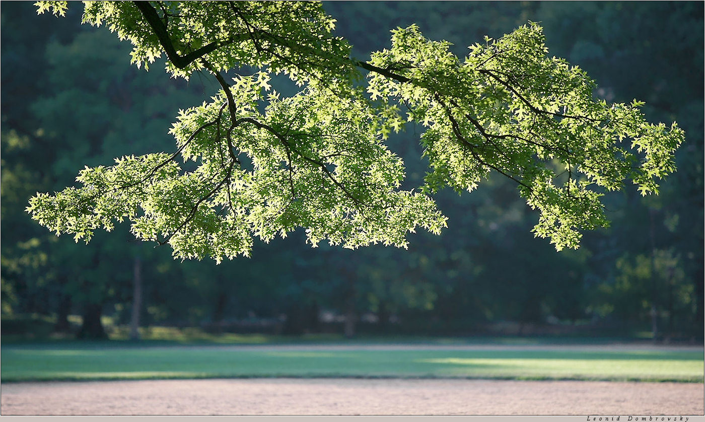 Sunrise in the park