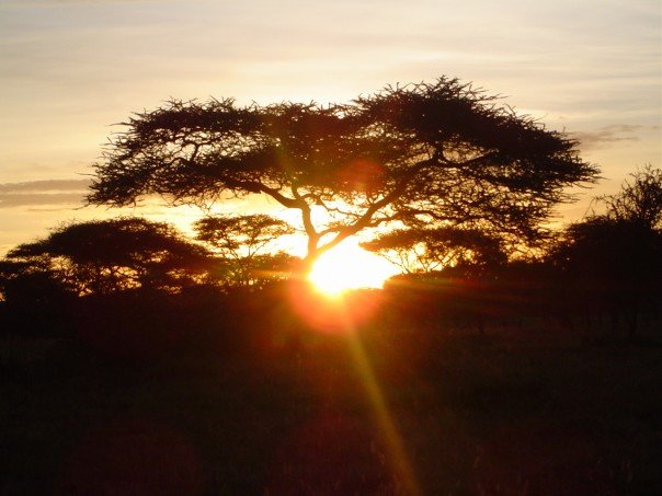 Sunrise In The Serengheti