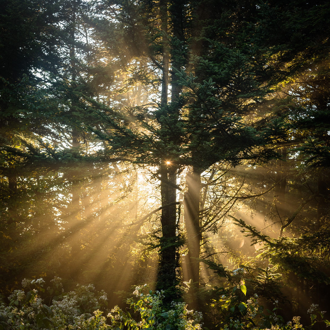 sunrise in the Smokey Mountains