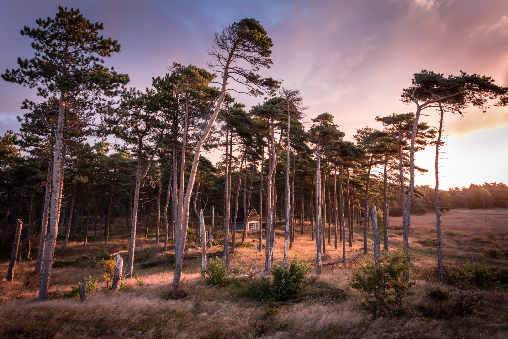 Sunrise in the woods