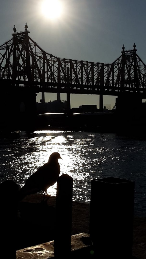 Sunrise Manhattan Queensboro Bridge 