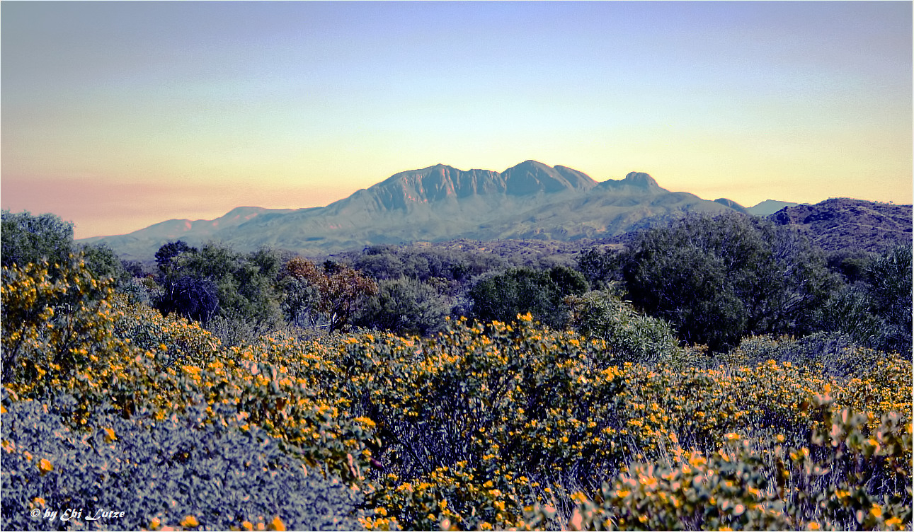 *** Sunrise Mt Sonders and Wattle ***