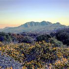 *** Sunrise Mt Sonders and Wattle ***