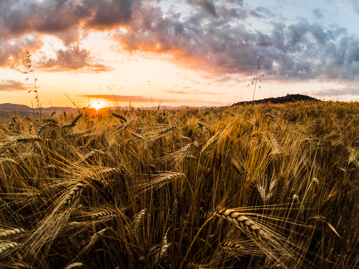 Sunrise on a grain 1