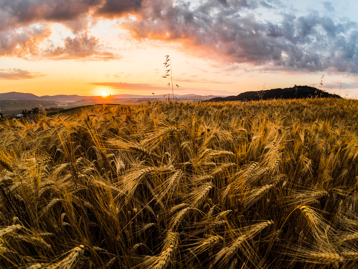 Sunrise on a grain 2