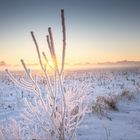 Sunrise on ice.