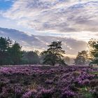 Sunrise on purple heather