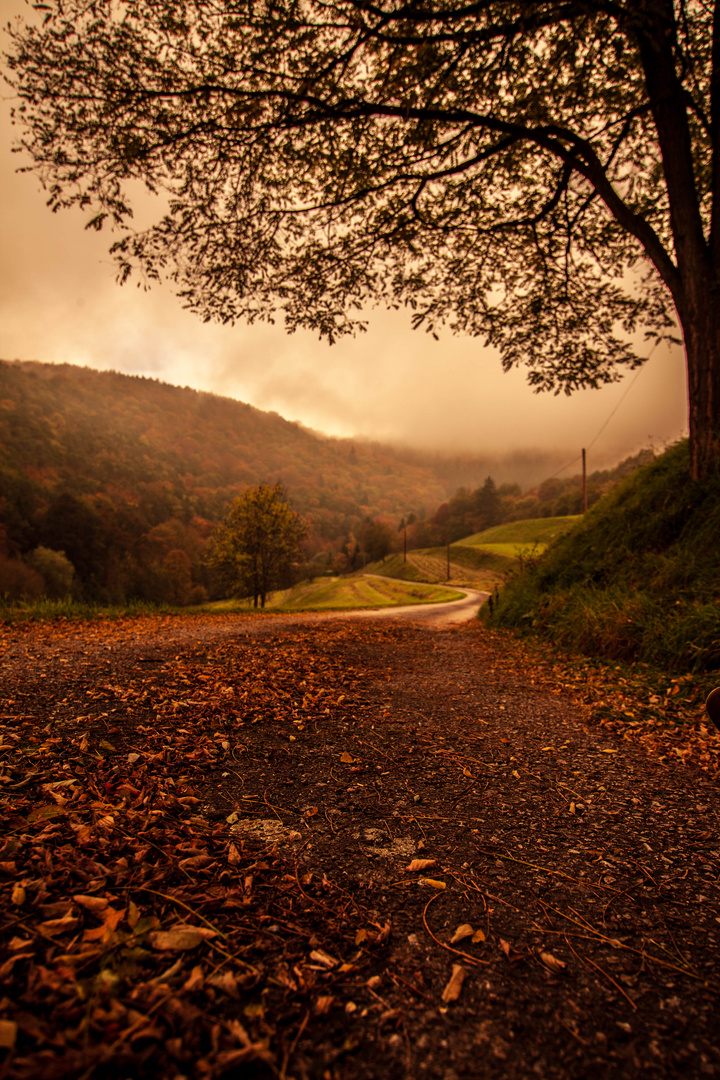 Sunrise on the road to the forest