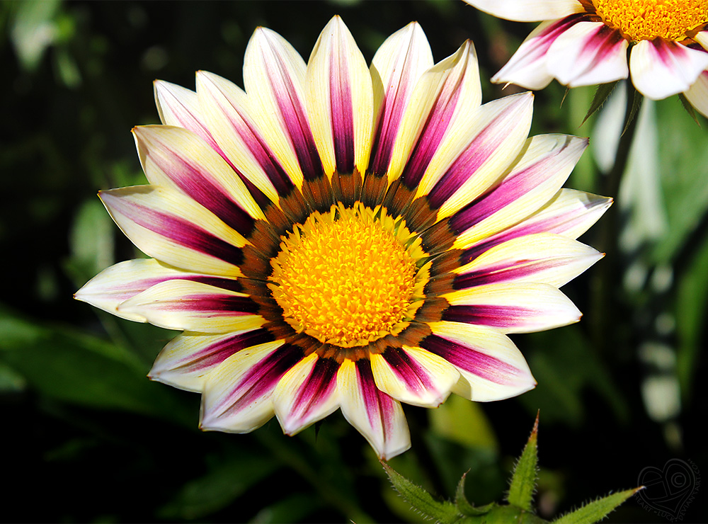 Sunrise over Gazania