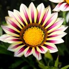 Sunrise over Gazania