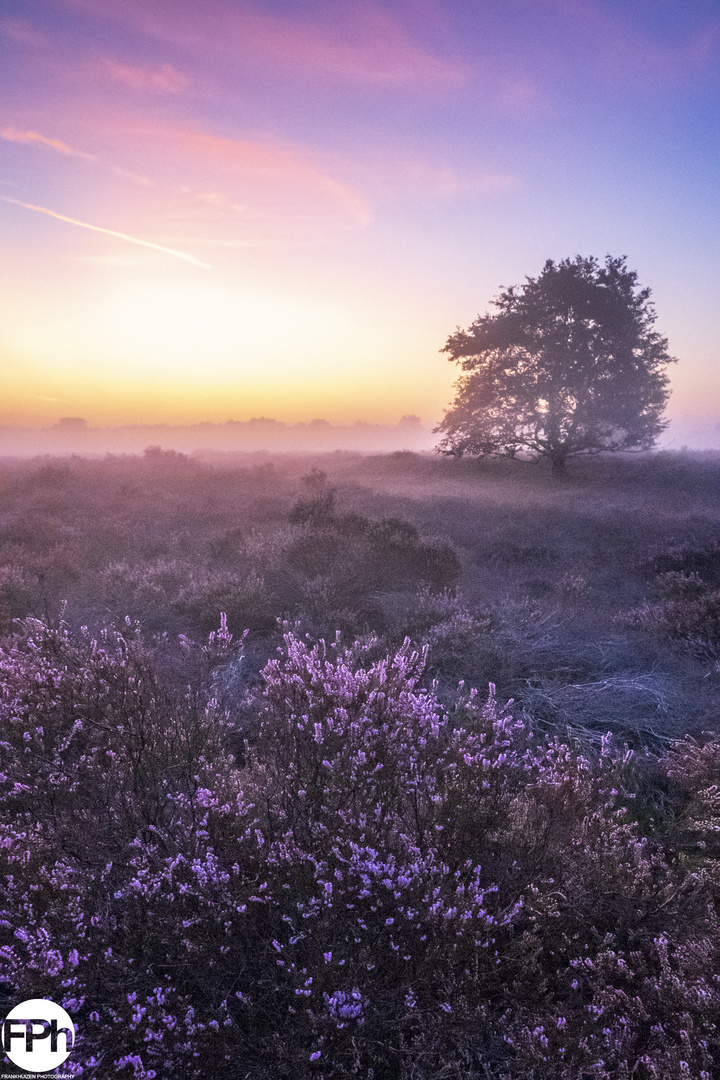 Sunrise over Moorland