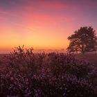 Sunrise over Moorland