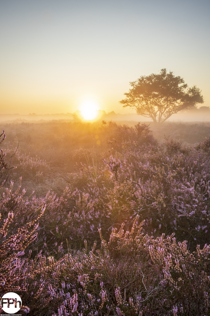 Sunrise over Moorland II