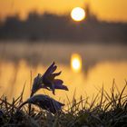 sunrise over pulsatilla flower