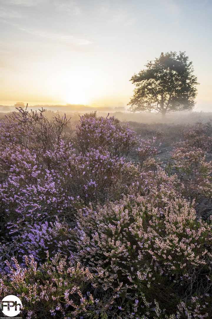 Sunrise over Purple Fields