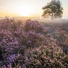 Sunrise over Purple Fields