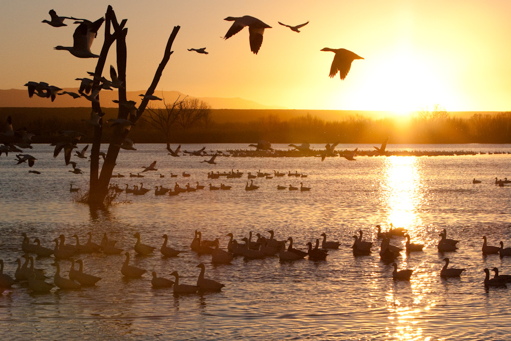 Sunrise over the bosque