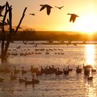 Sunrise over the bosque