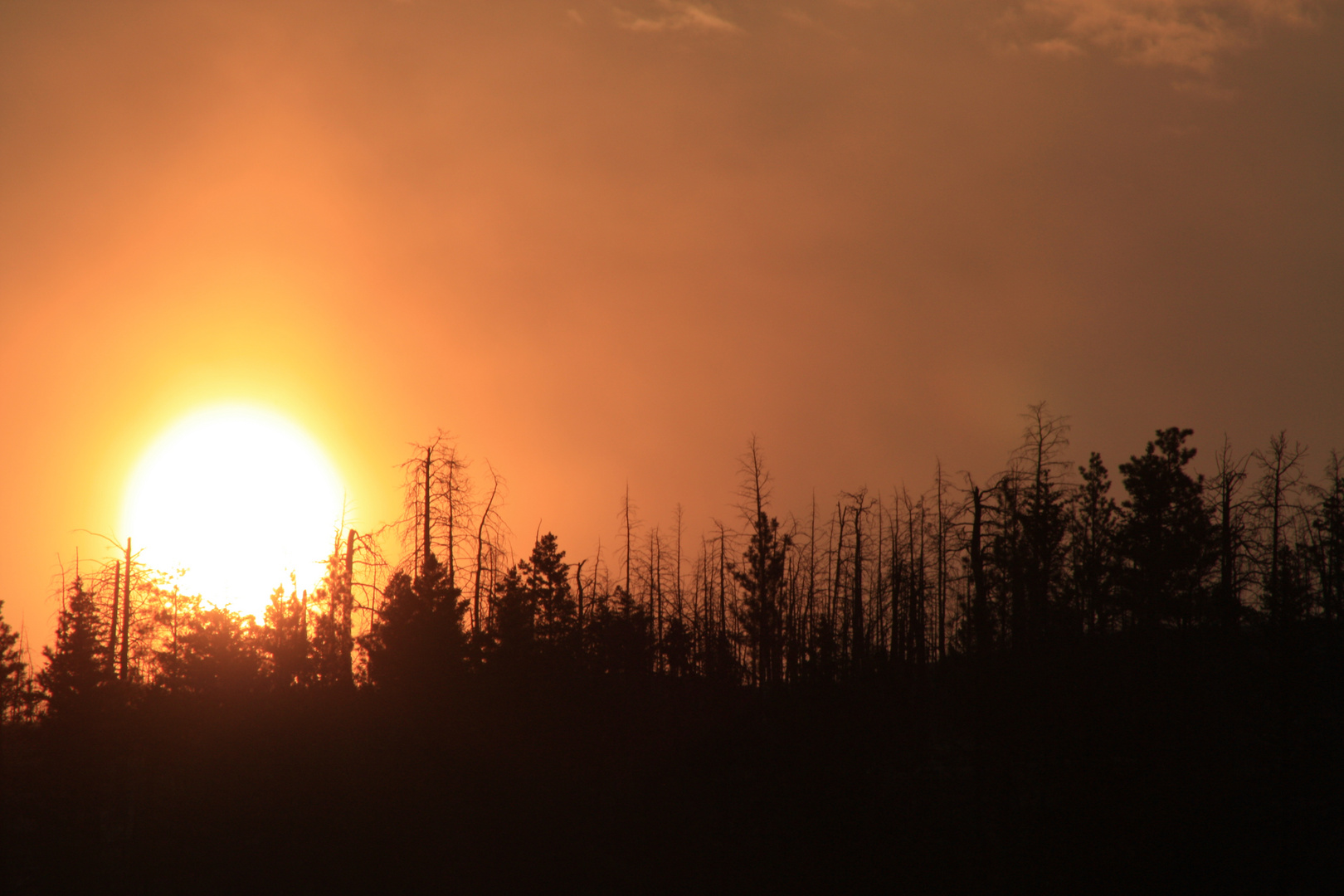 sunrise over the spruce