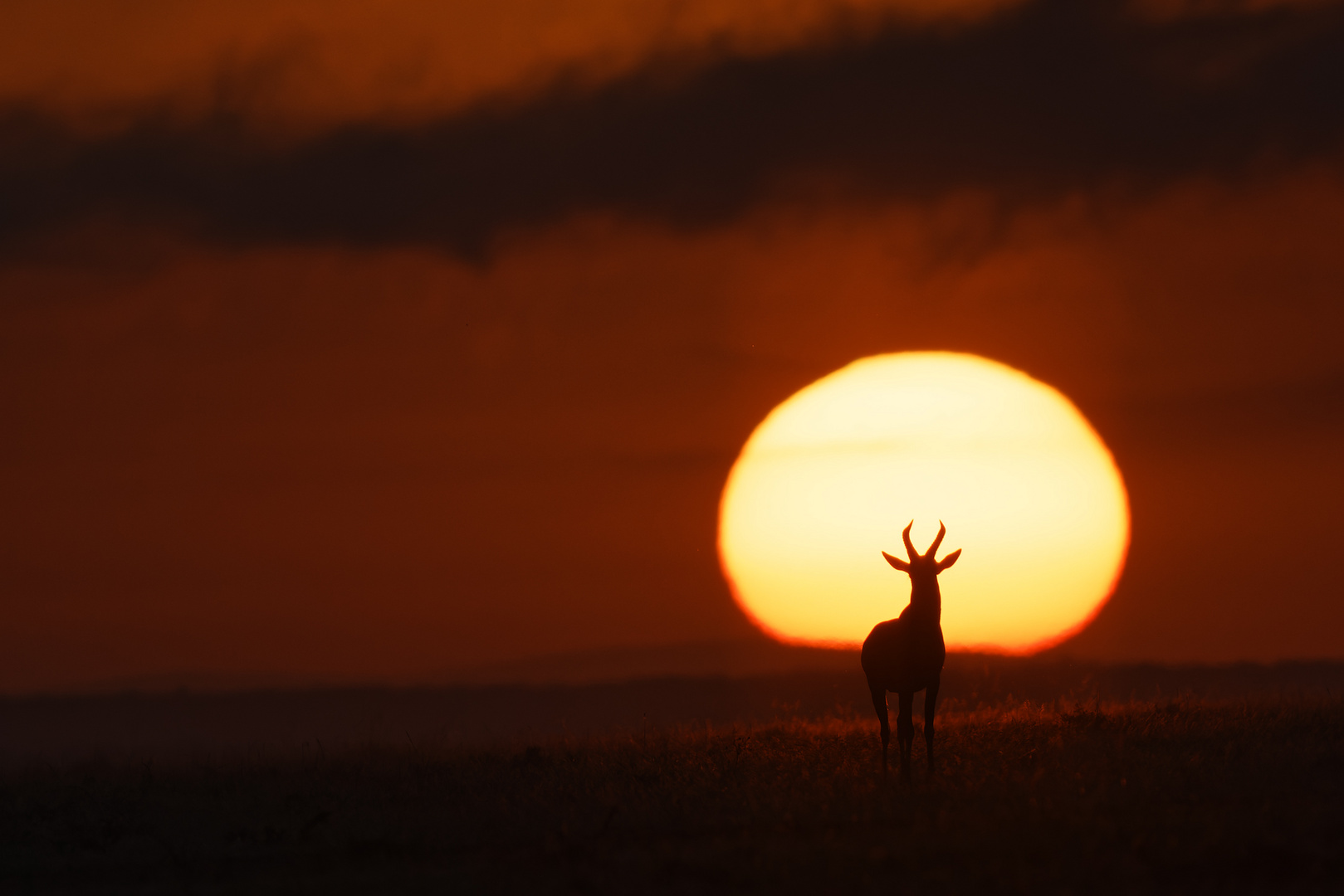 Sunrise - Serengeti Topi