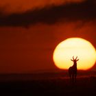 Sunrise - Serengeti Topi