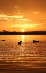 Sunrise Swans