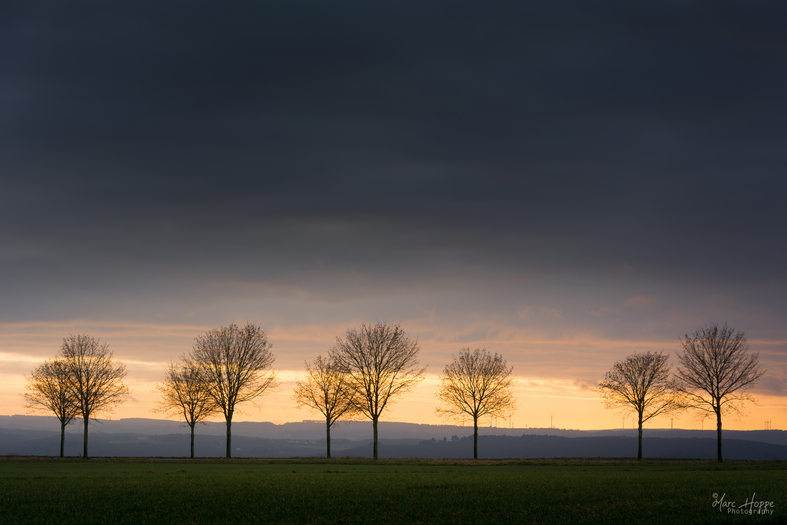 Sunrise Trees