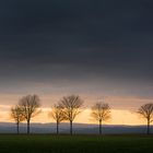 Sunrise Trees