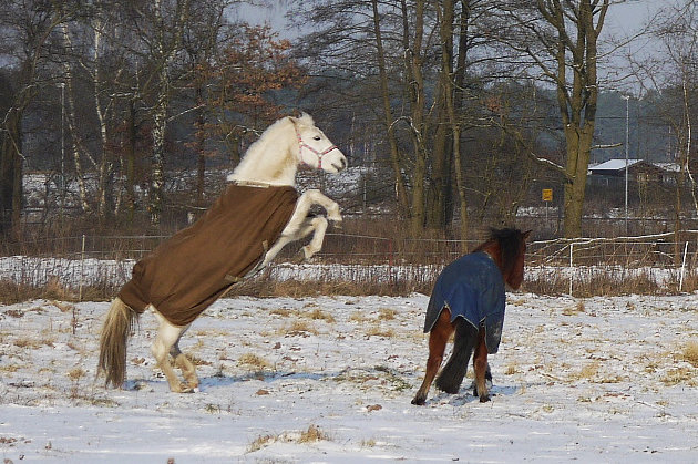 Sunrise und Lulu beim spielen