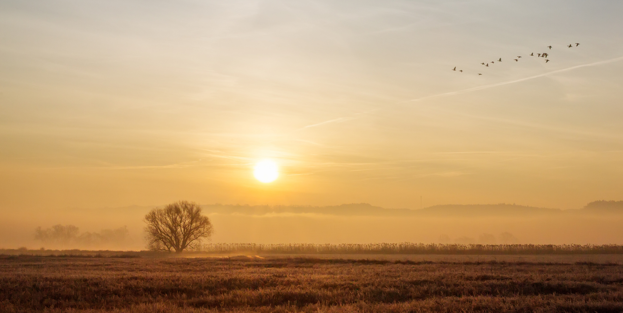 sunrise with birds