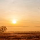 sunrise with birds