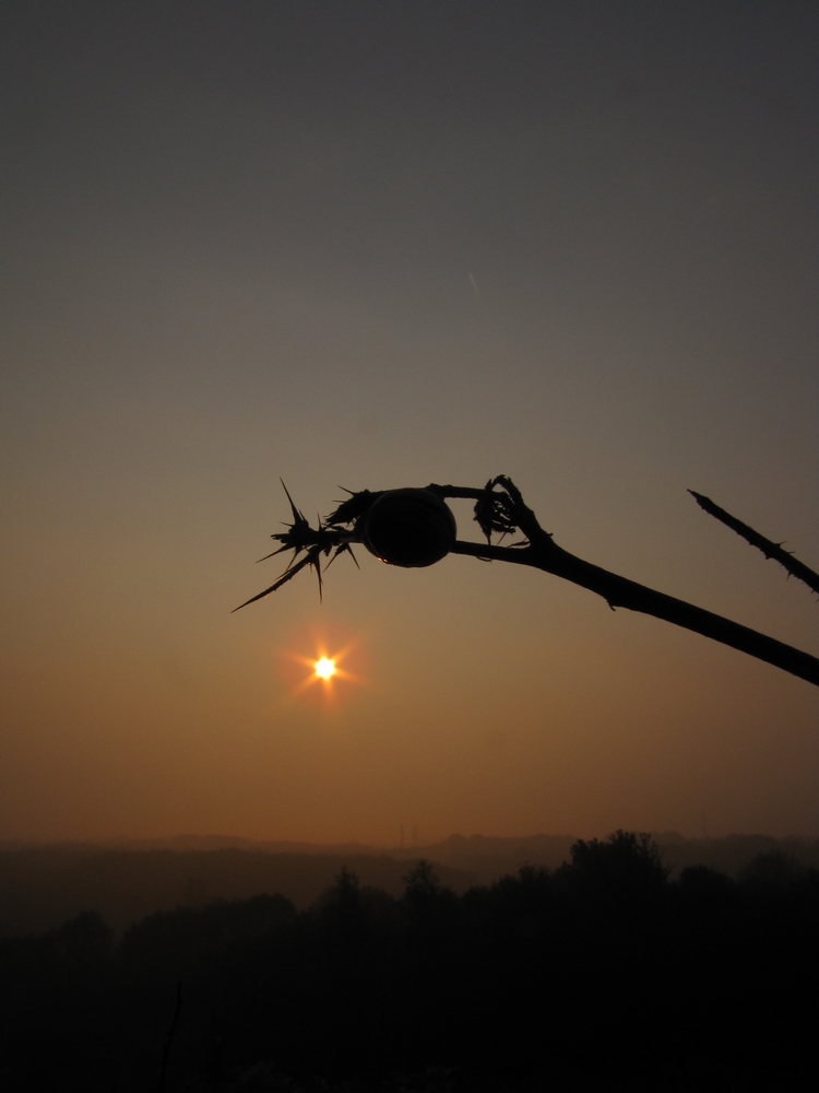 sunrise with snail