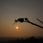 sunrise with snail