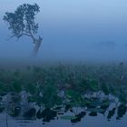 Sunrise.Mangrove