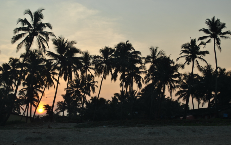 SunriseThru the Palm Trees