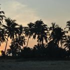 SunriseThru the Palm Trees