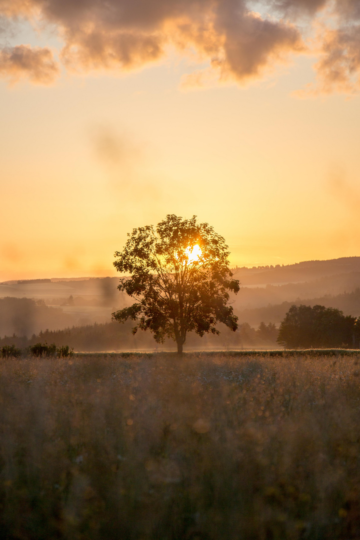 Sunrise.tree.