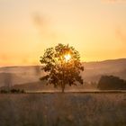 Sunrise.tree.