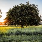 Sunrise.tree.