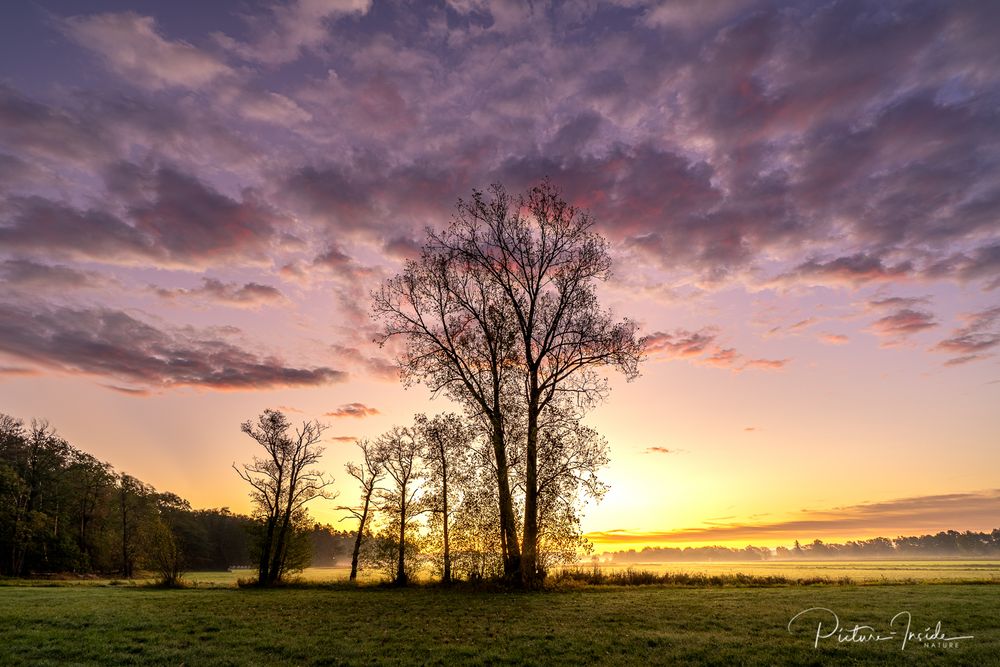 Sunrise:Trees