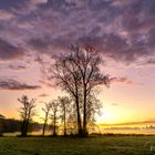 Sunrise:Trees