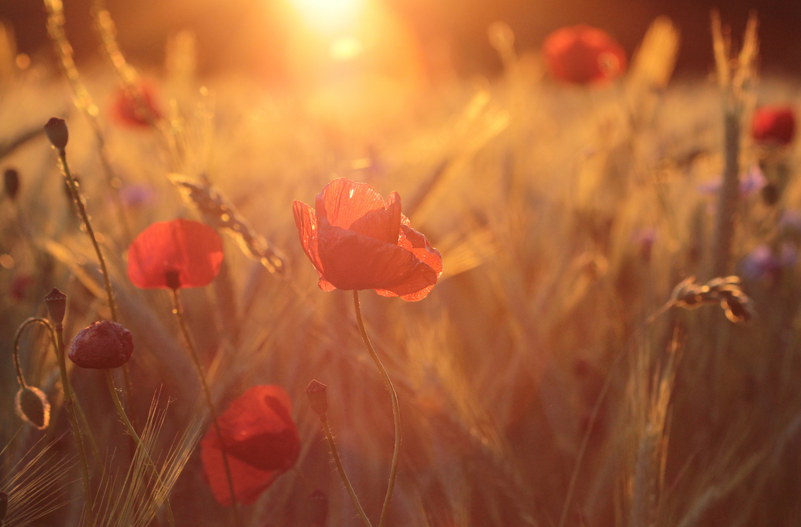 Sunset Foto & Bild pflanzen, pilze & flechten, blüten