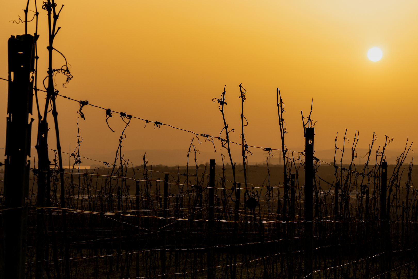 Sunset Above the Vineyard