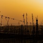 Sunset Above the Vineyard