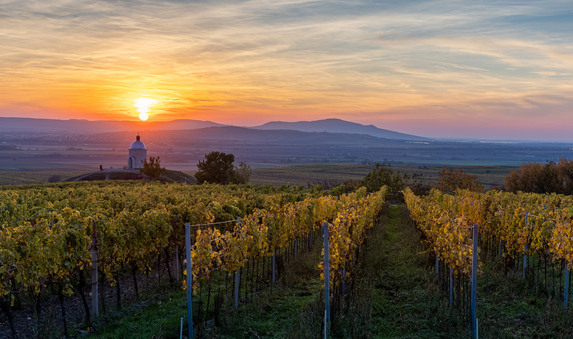 Sunset above vineyards