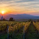 Sunset above vineyards