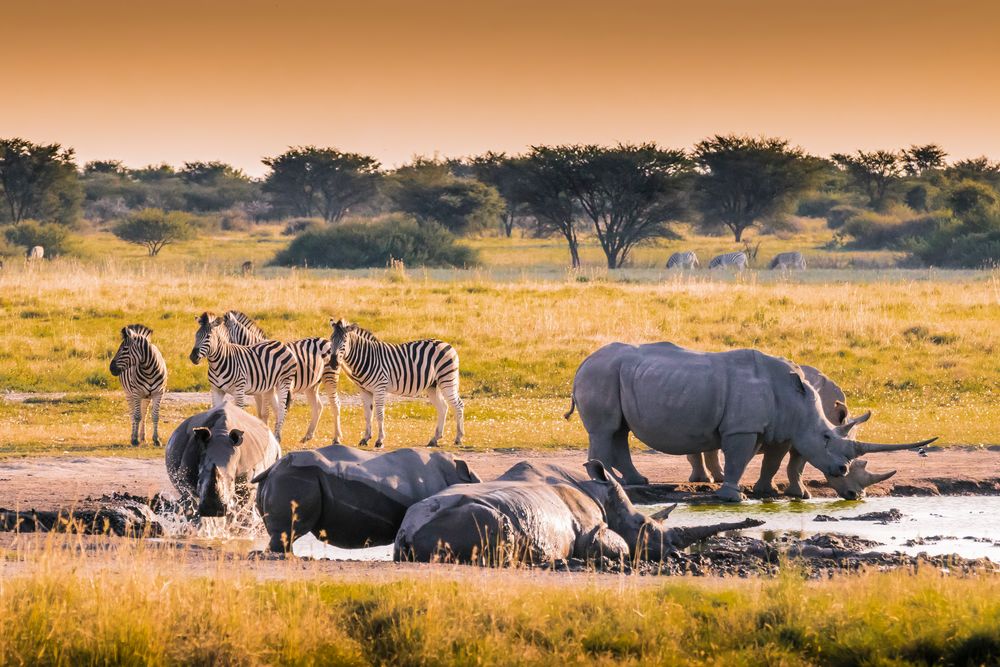 Sunset am Nashorn Wasserloch - Botswana